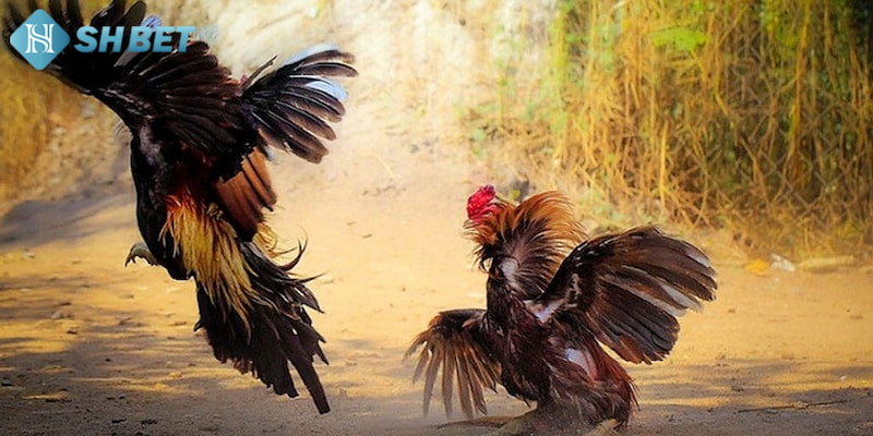 Kinh nghiệm đá gà thomo hữu hiệu mà bạn cần trang bị chính là quan sát về ngoại hình của chiến kê